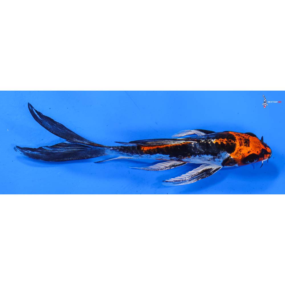 6” Imported Kin Kikokuryu Butterfly Koi