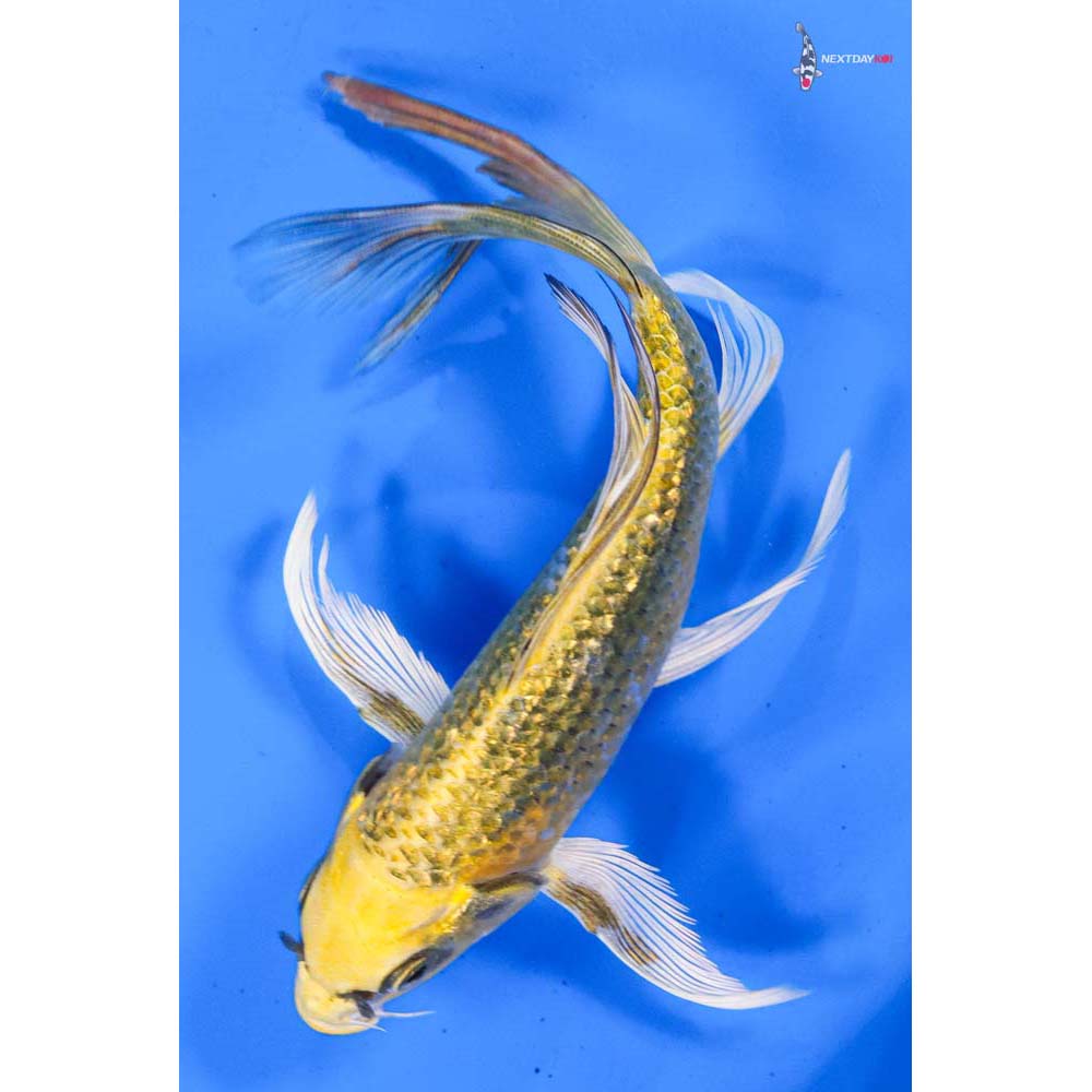 7” Imported Gin Rin Ki Matsuba Butterfly Koi