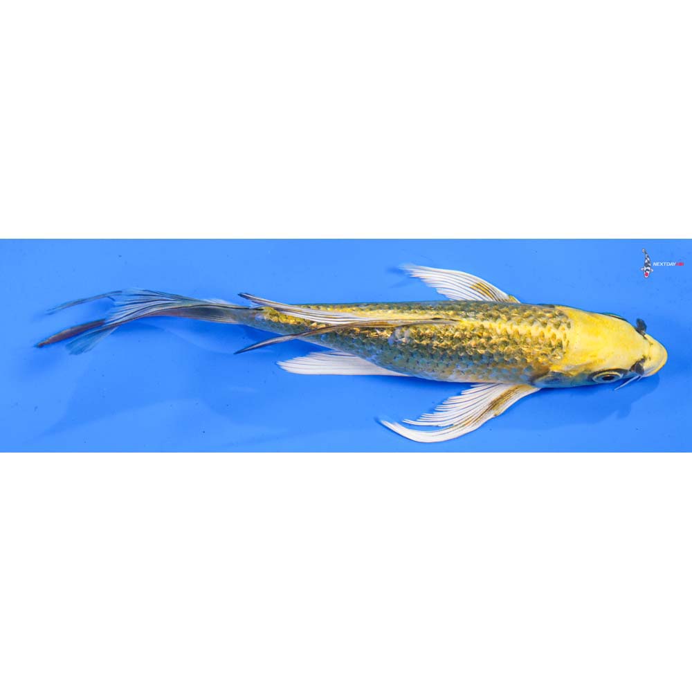 7” Imported Gin Rin Ki Matsuba Butterfly Koi