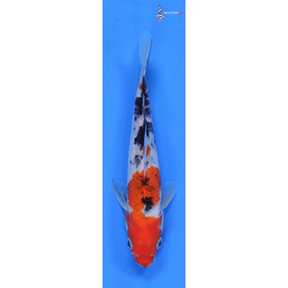 7” Imported Sanke