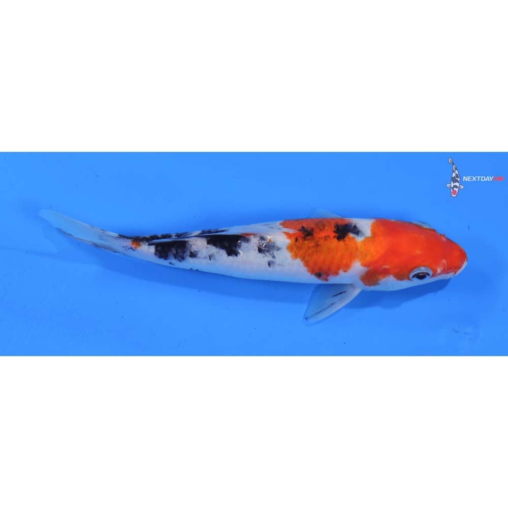 7” Imported Sanke