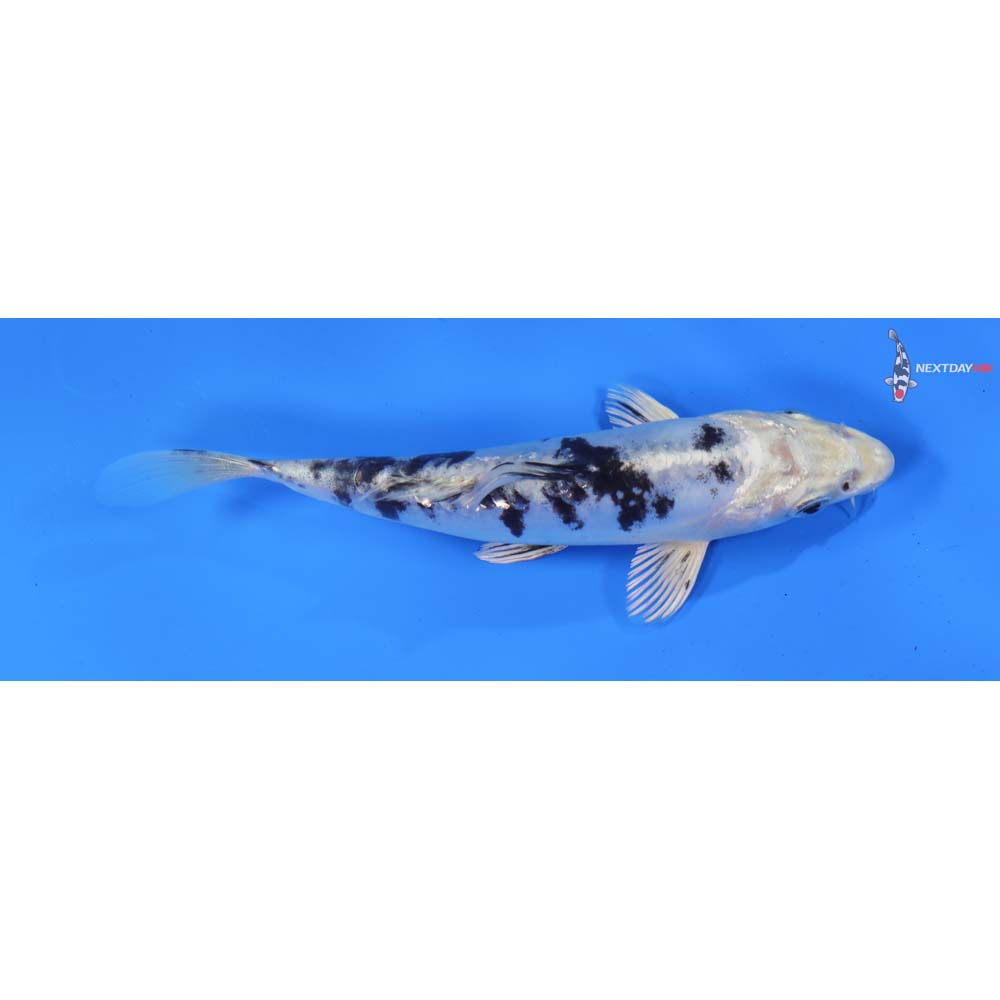6.5” Imported Doitsu Gin Shiro Bekko