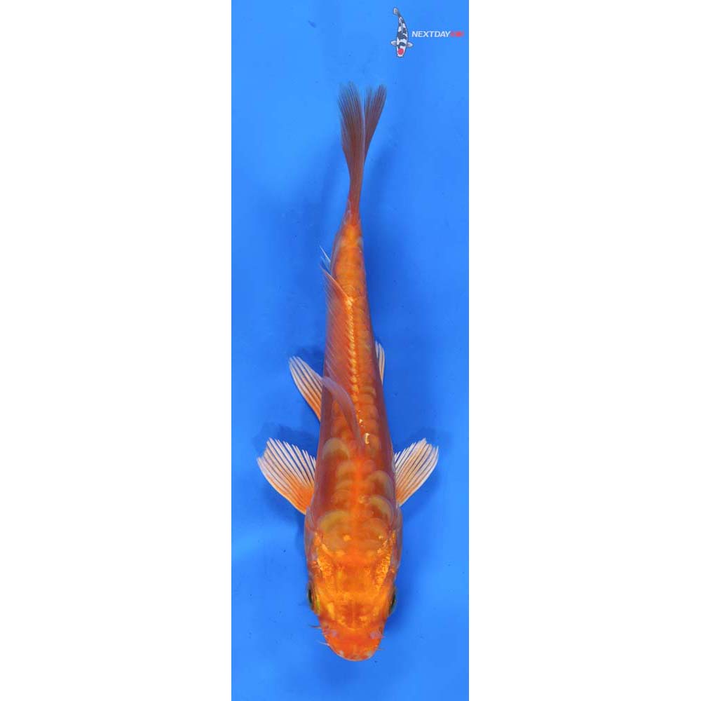 6” Imported Doitsu Orenji Ogon