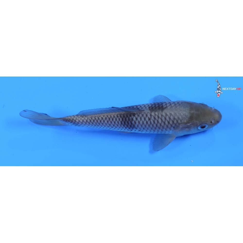 6” Imported Soragoi