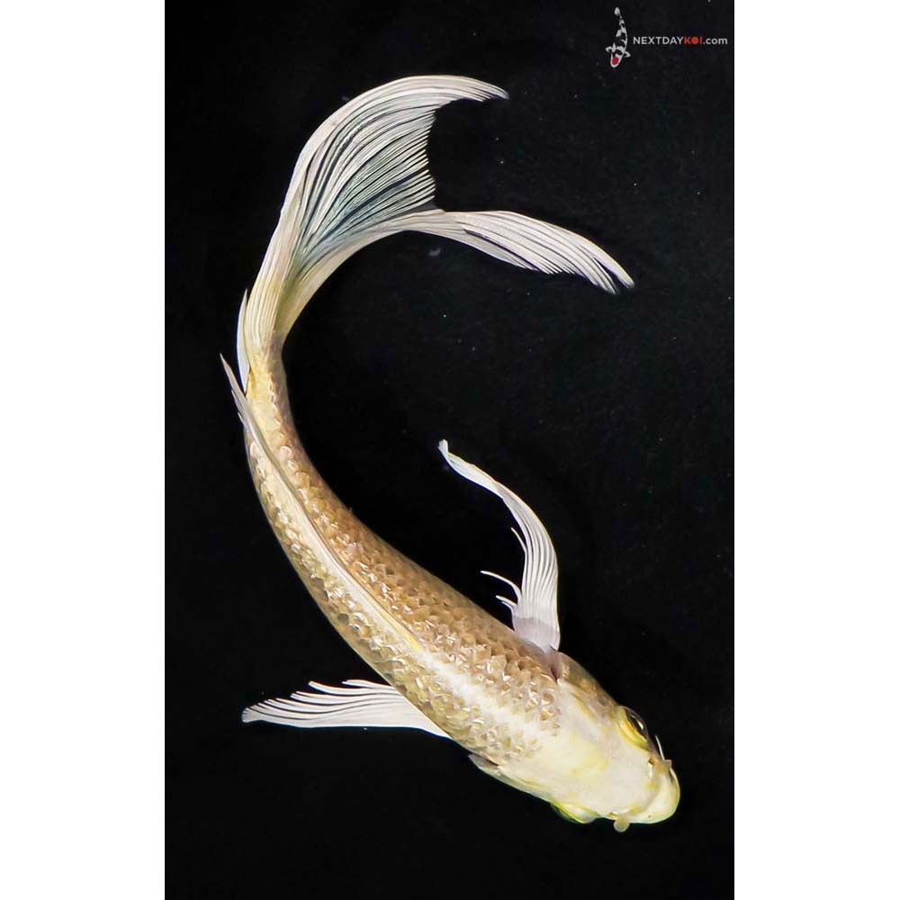7.5” Imported Gin Rin Yamabuki Ogon Butterfly Koi