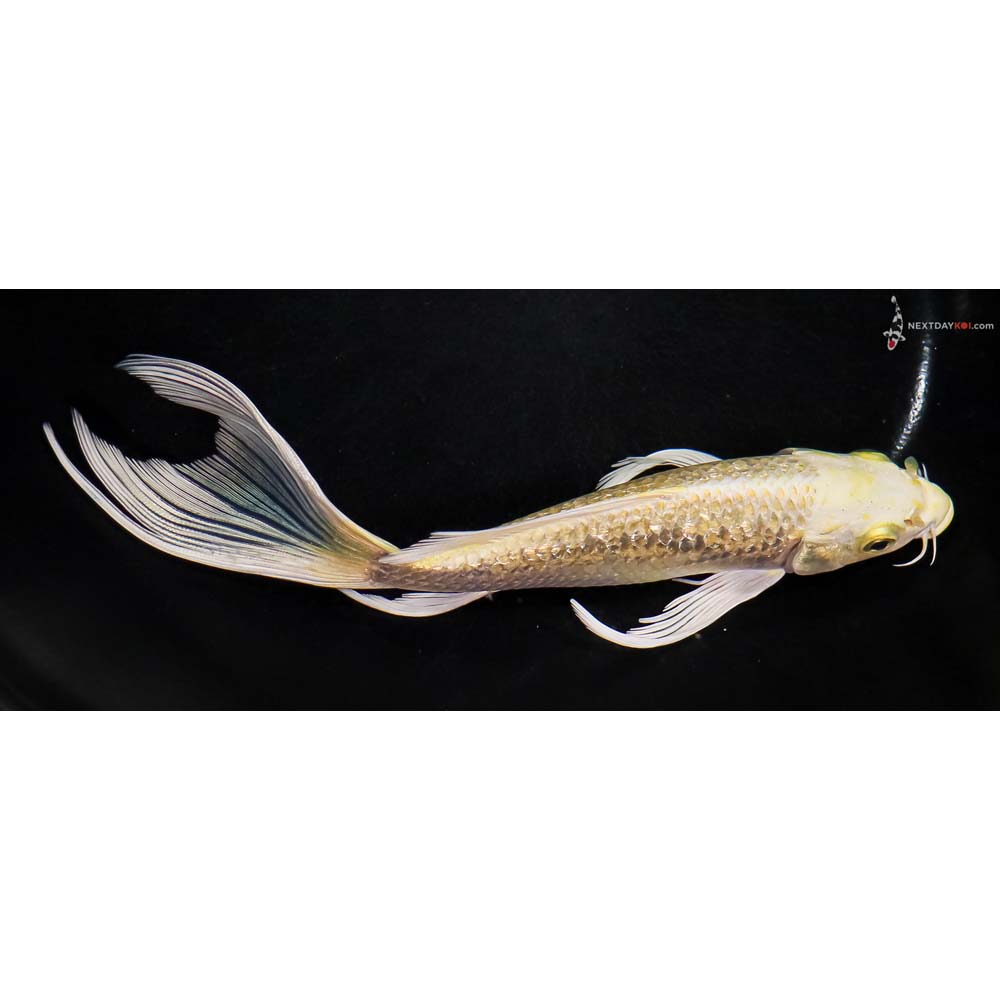 7.5” Imported Gin Rin Yamabuki Ogon Butterfly Koi
