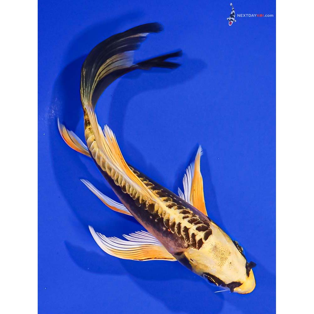 6.5” Imported Kin Kikokuryu Butterfly Koi