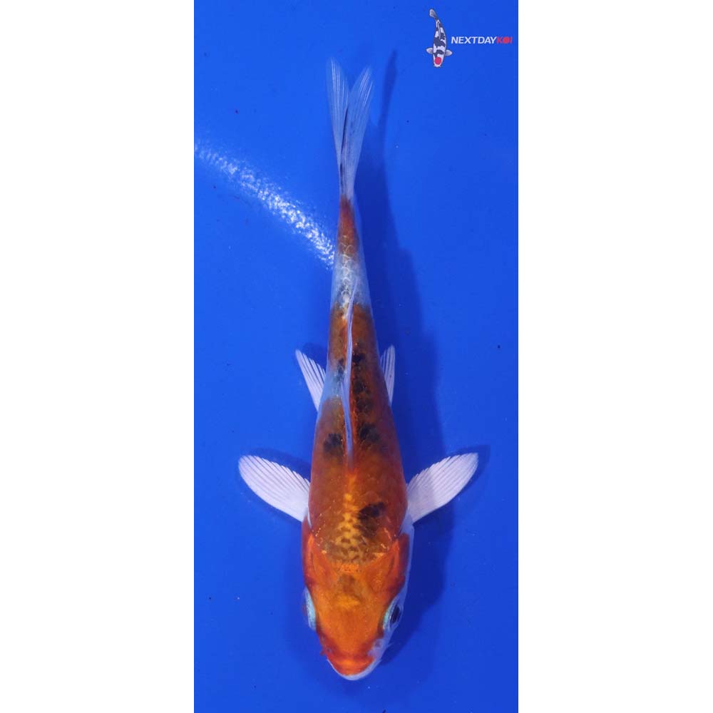 3.5” Imported Yamato Nishiki