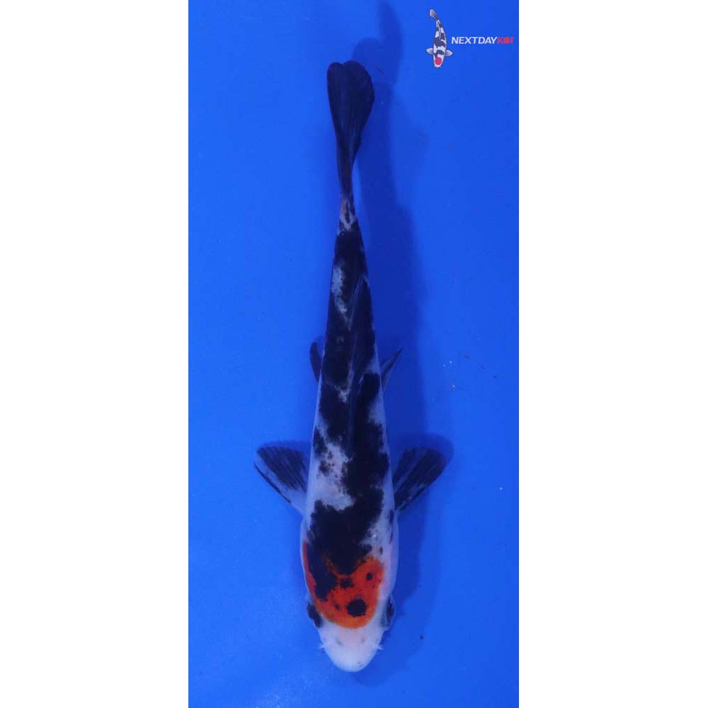4” Imported Sanke