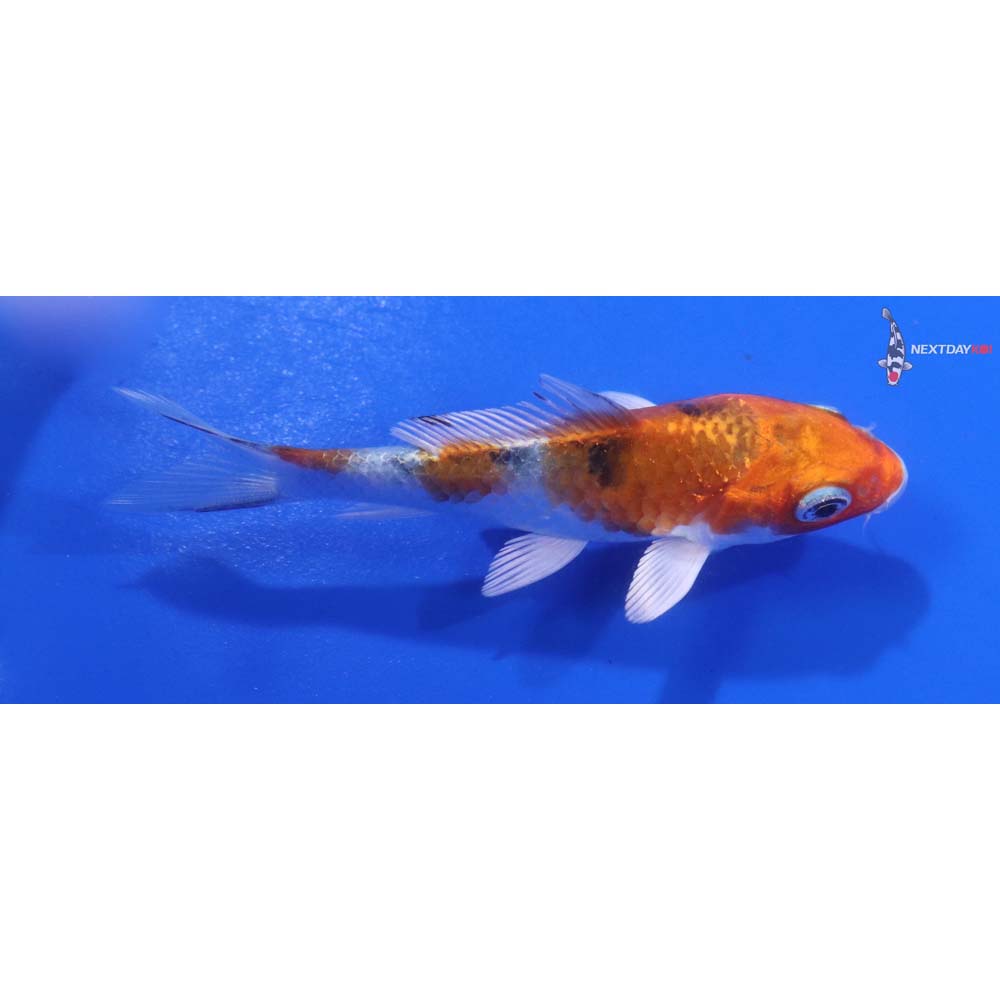 3.5” Imported Yamato Nishiki