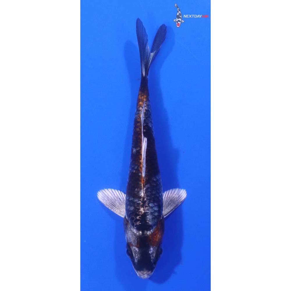 4” Imported Kujaku