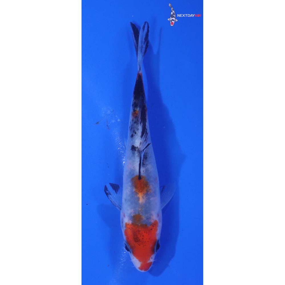 4” Imported Goshiki