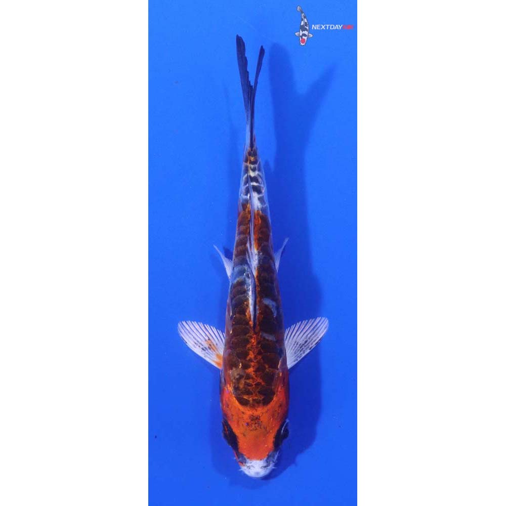 4” Imported Doitsu Kujaku