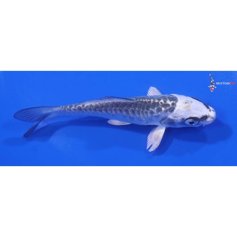 4” Imported Armor Scaled Gin Matsuba