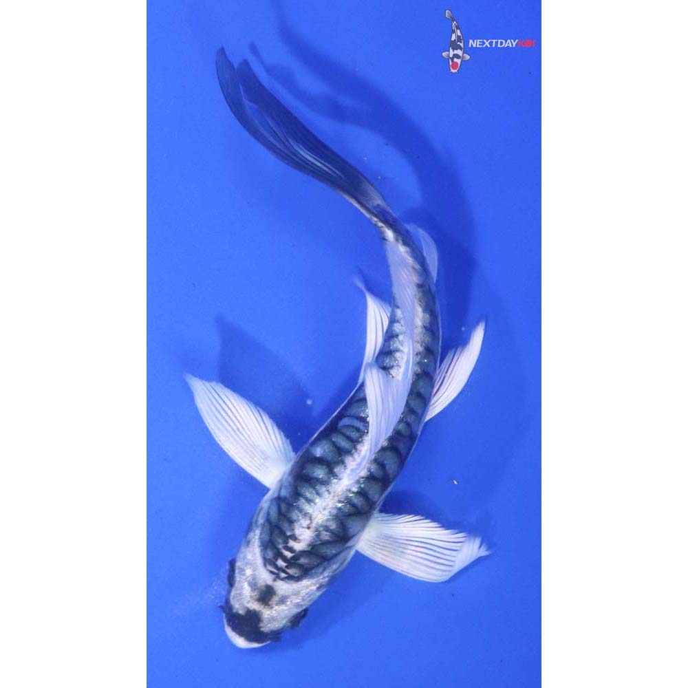 5” Imported Kikokuryu Butterfly Koi