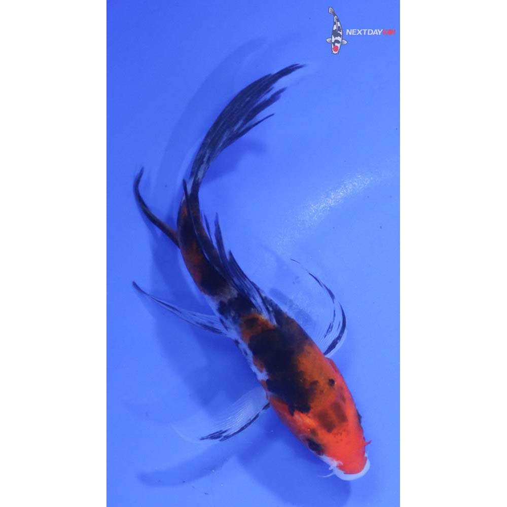 4.5” Imported Sanke Butterfly Koi