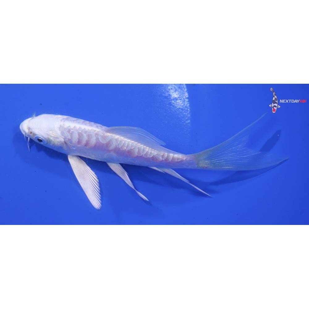 5” Imported Doitsu Platinum Ogon Butterfly Koi