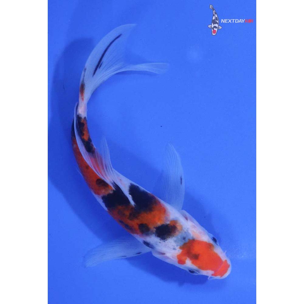 5” Imported Sanke Butterfly Koi