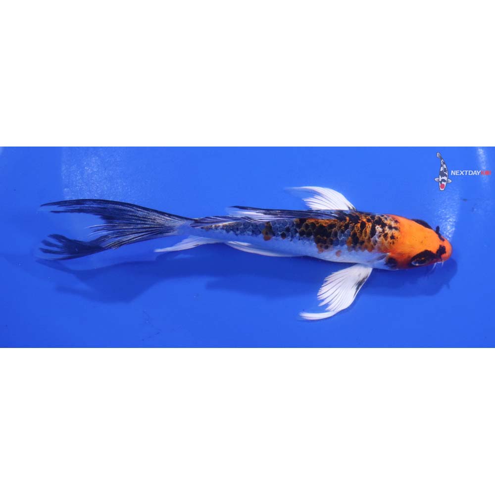 5.5” Imported Kujaku Butterfly Koi
