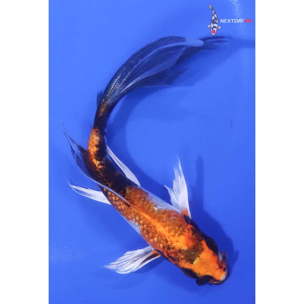 5.5” Imported Kin Hi Showa Butterfly Koi