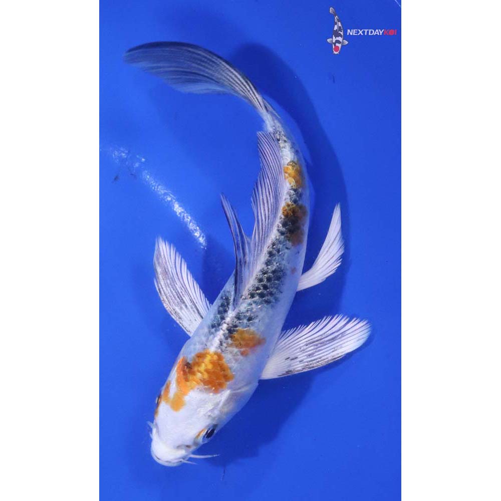 5.5” Imported Yamato Nishiki Butterfly Koi