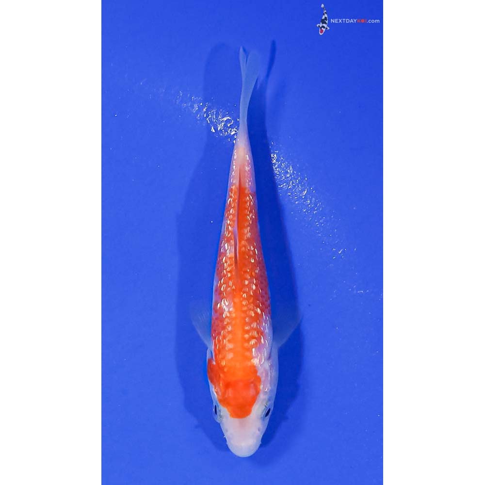 3.5” Imported Gin Rin Kohaku