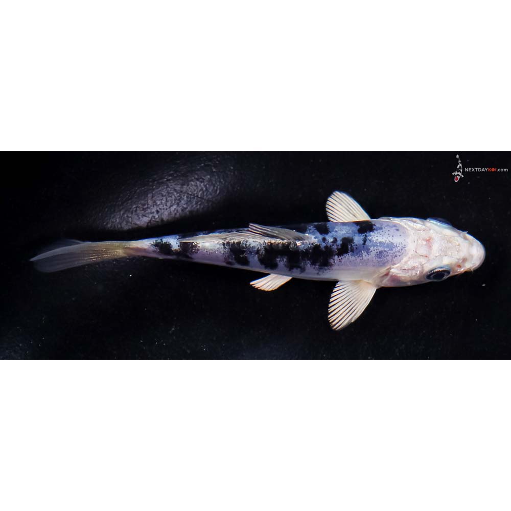 4” Imported Doitsu Blue Gin Shiro Bekko