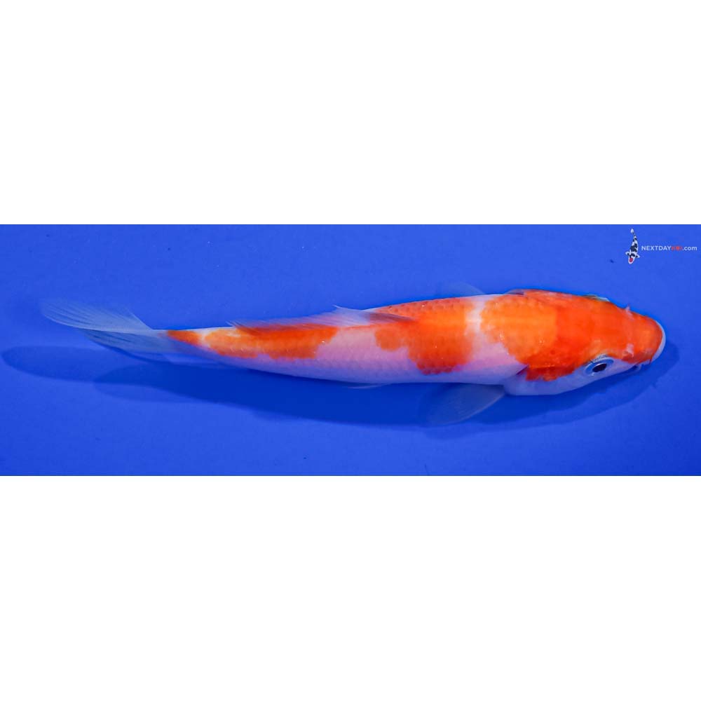 4.5” Imported Kohaku
