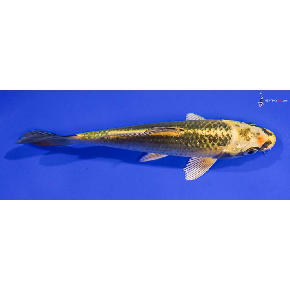 5” Imported Ki Matsuba