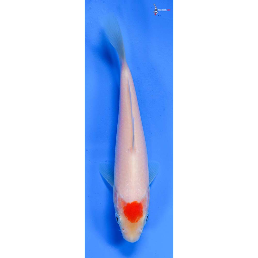 5” Imported Kohaku