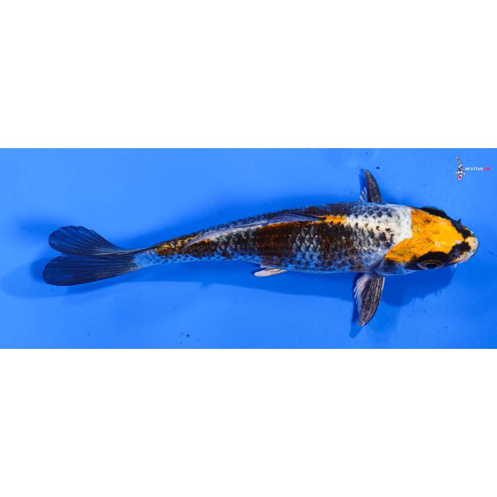 5” Imported Kujaku