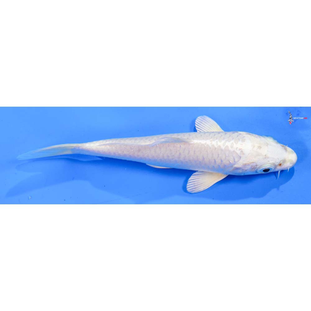 5.5” Imported Platinum Ogon
