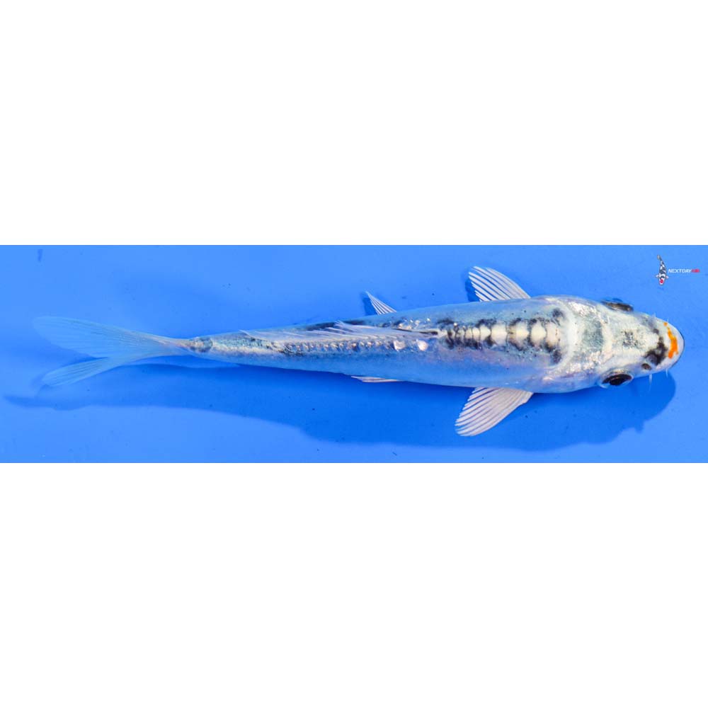5.5” Imported Doitsu Blue Kujaku