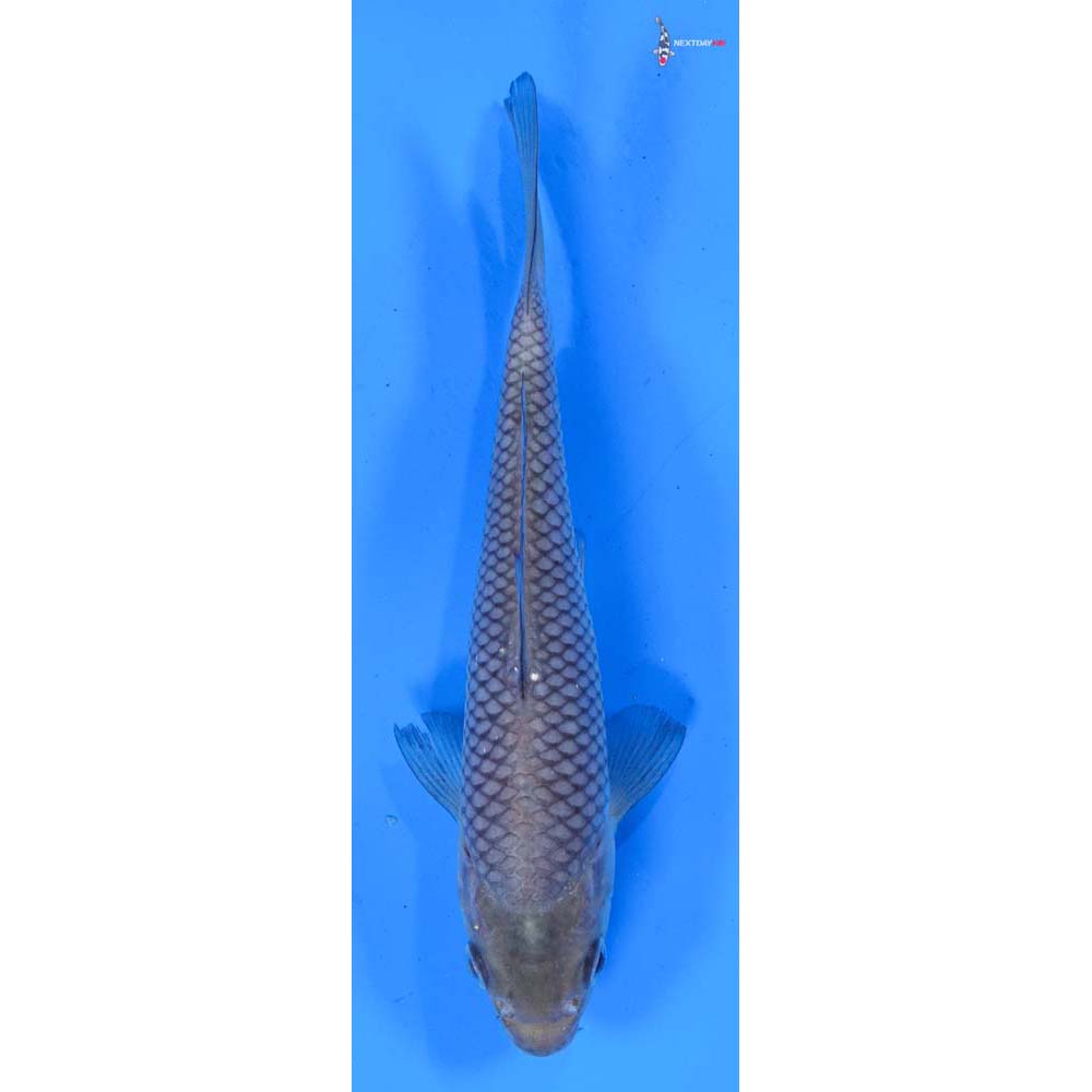 5.5” Imported Soragoi