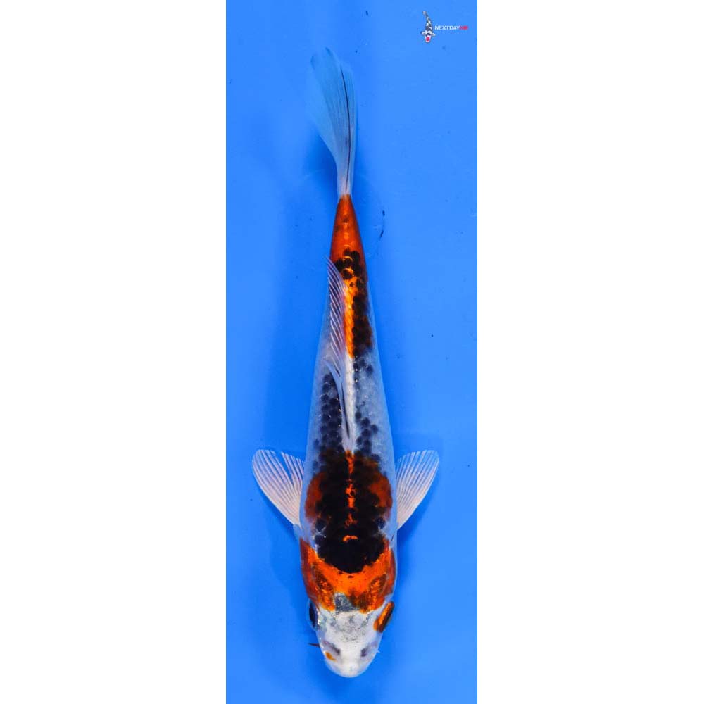 5.5” Imported Kujaku