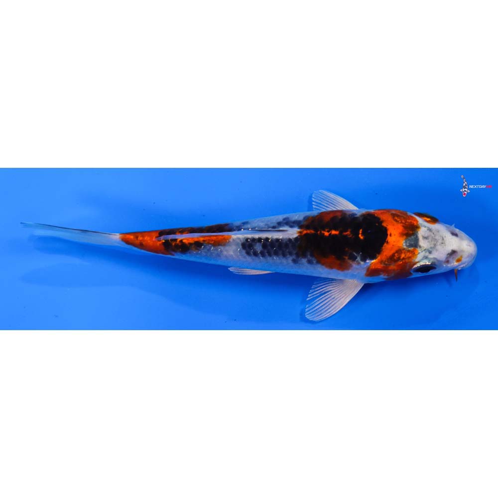 5.5” Imported Kujaku