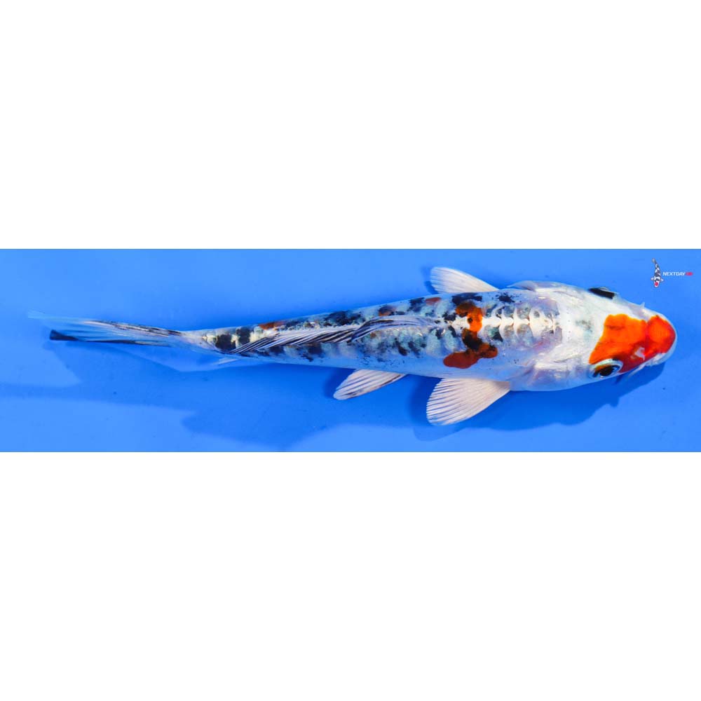 6” Imported Heisei Nishiki