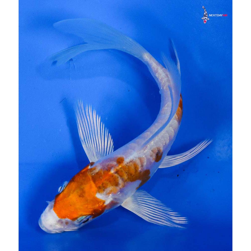 4” Imported Kikusui Butterfly Koi