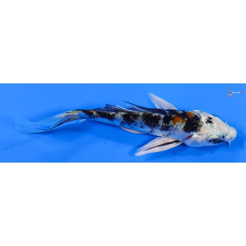 4” Imported Yamato Nishiki Butterfly Koi