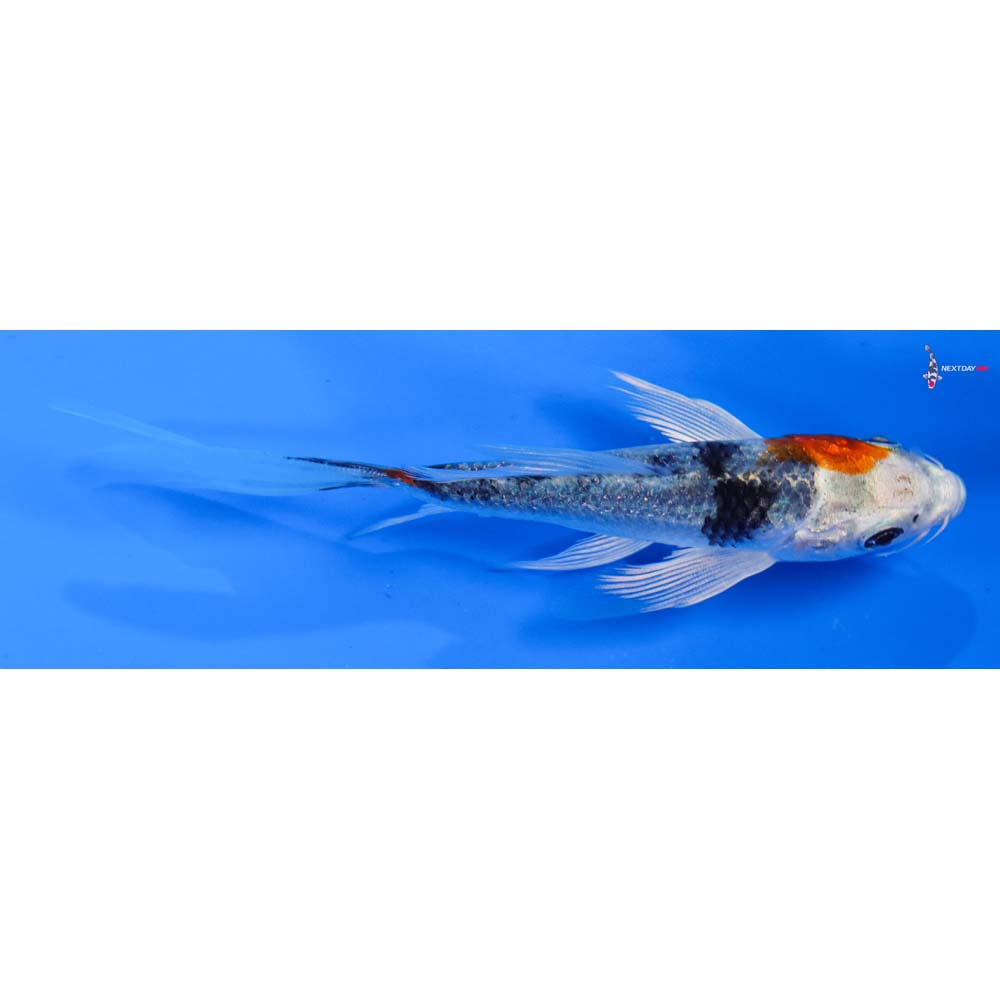 4” Imported Yamato Nishiki Butterfly Koi