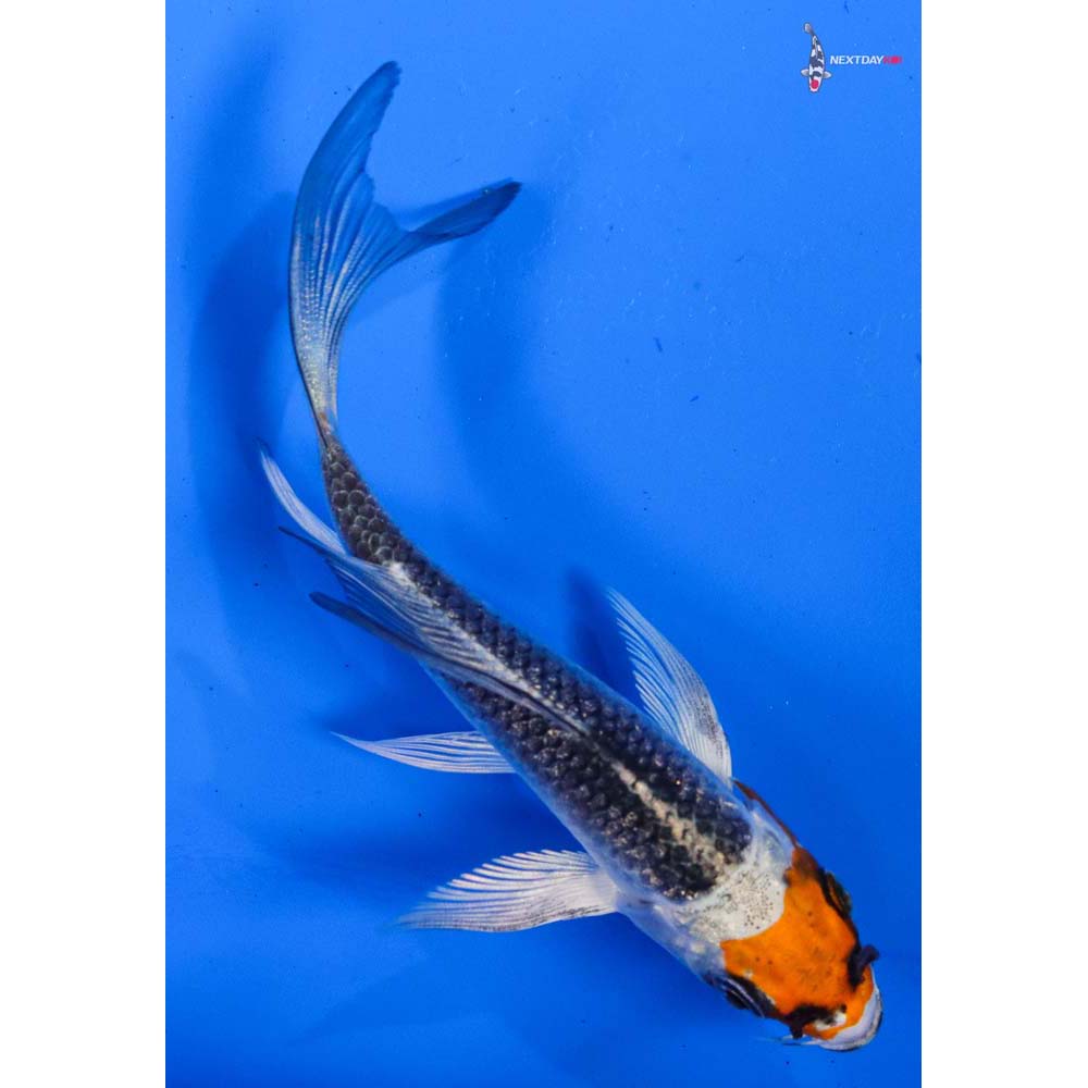 4” Imported Kujaku Butterfly Koi