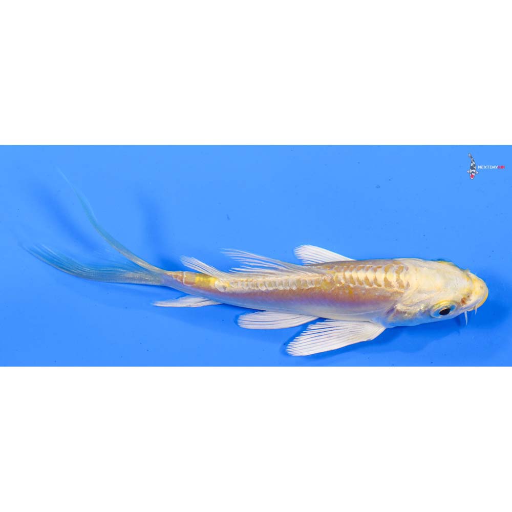 4.5” Imported Doitsu Yamabuki Ogon Butterfly Koi