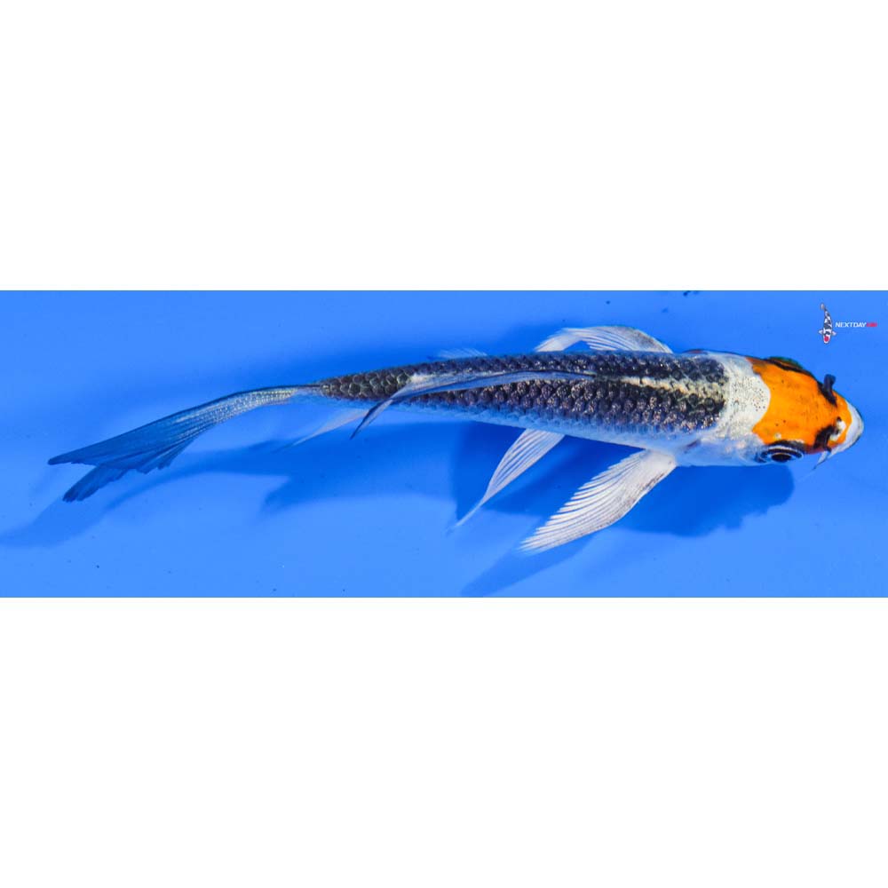 4” Imported Kujaku Butterfly Koi
