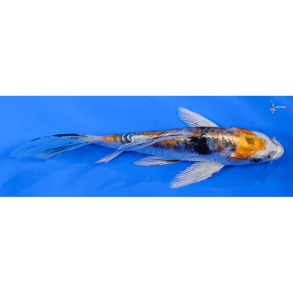 4.5” Imported Heisei Nishiki Butterfly Koi