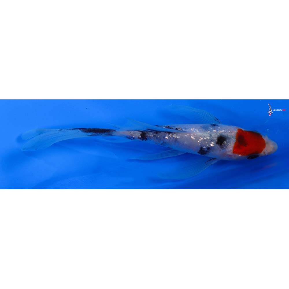 4.5” Imported Gin Rin Sanke Butterfly Koi