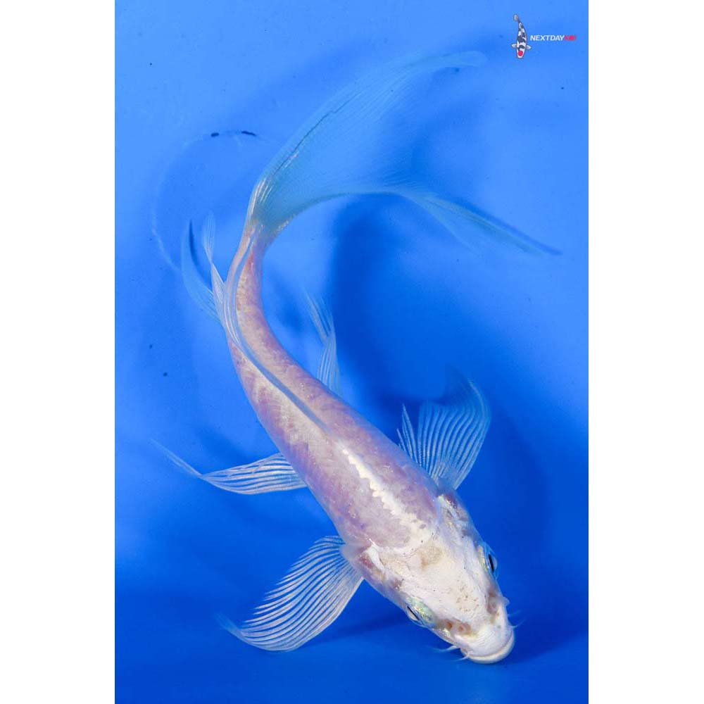 4.5” Imported Doitsu Platinum Ogon Butterfly Koi