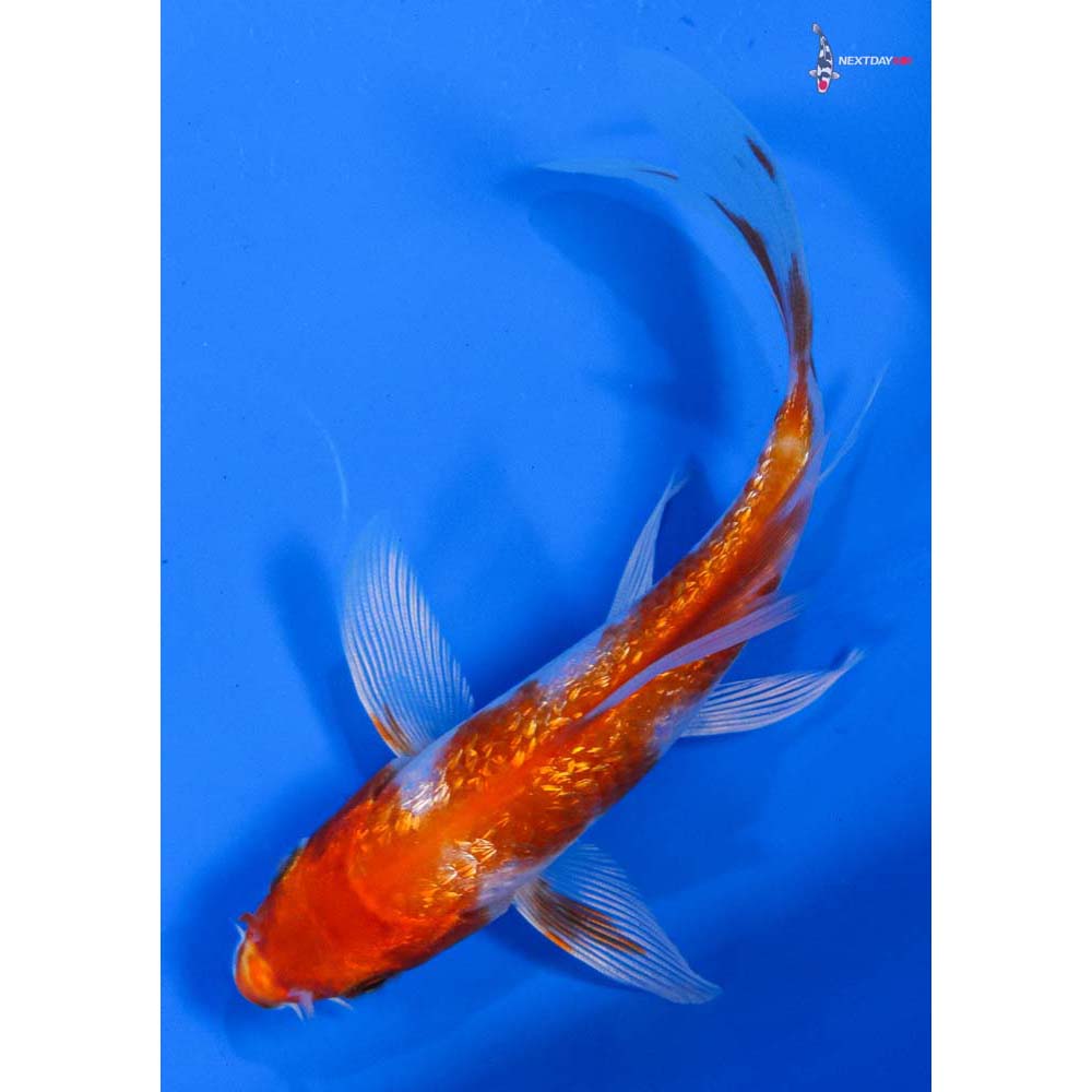 4.5” Imported Gin Rin Hariwake Butterfly Koi