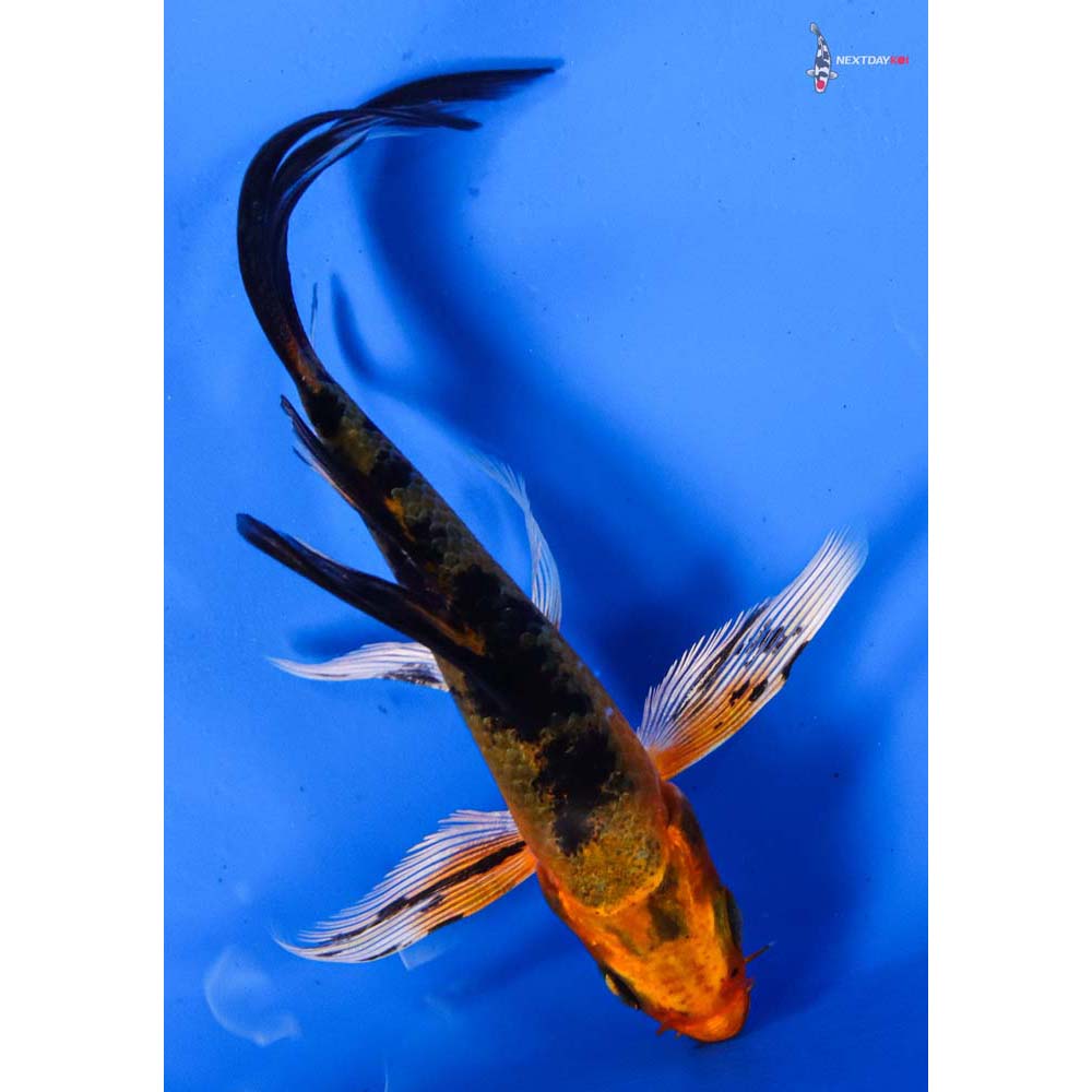 4.5” Imported Kin Aka Bekko Butterfly Koi