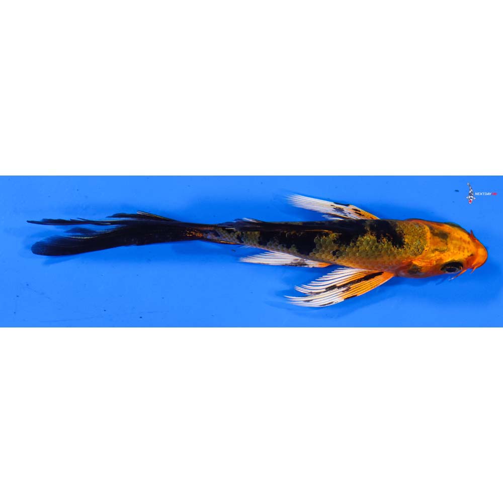 4.5” Imported Kin Aka Bekko Butterfly Koi