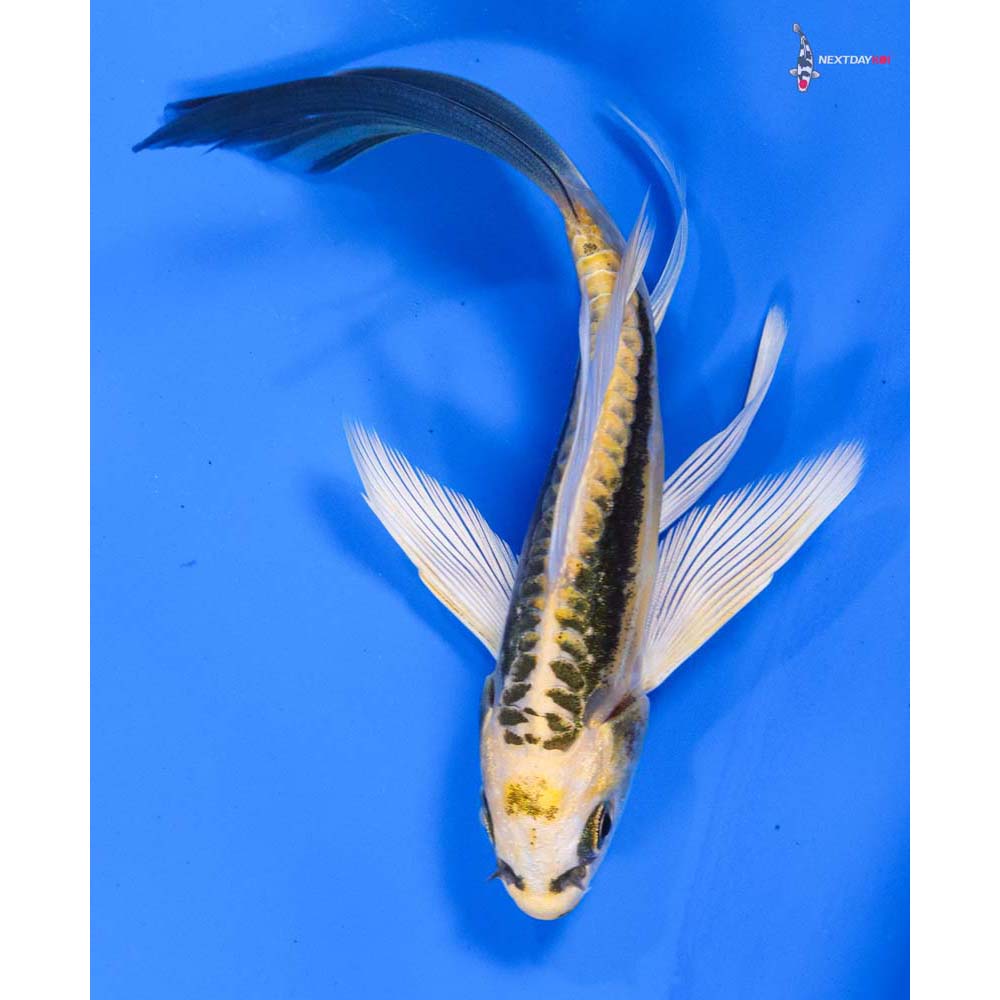 5” Imported Kin Kikokuryu Butterfly Koi